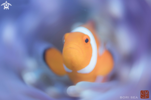 A Clownfish