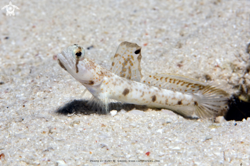 A Tomiyamichthys oni | Shrimp Gobi