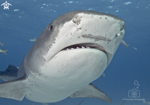 A tiger shark