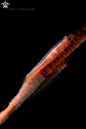 A GOBY