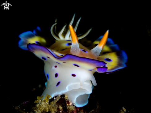 A Goniobranchus kuniei | Nudibranch