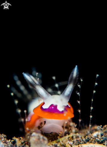A Goniobrancus Fidelis | Nudibranch
