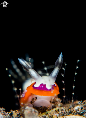 A Nudibranch