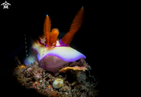 A Nembrotha Camberlaini | Nudibranch