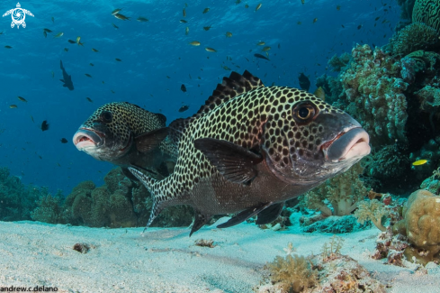 A Harlequin Sweetlips