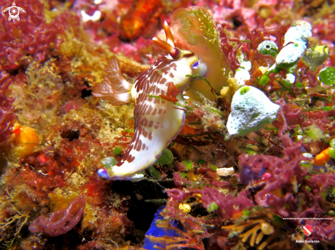 A Nudibranch