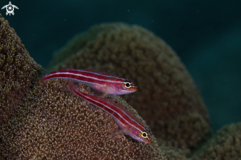 A Goby | Goby