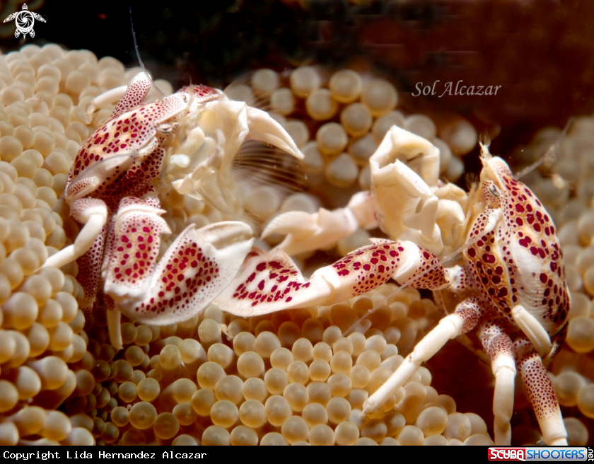 A porcelain crab