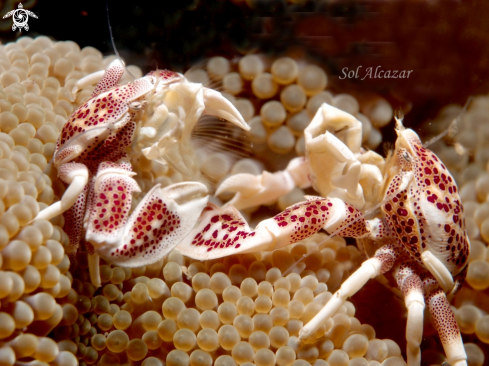 A porcelain crab