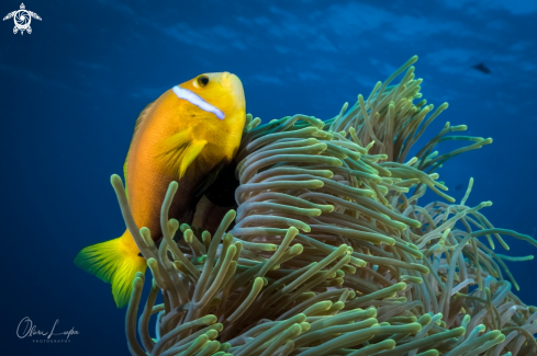 A blackfooted Anemonenfish