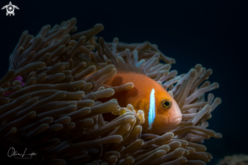 A Blackfooted Anemonenfish