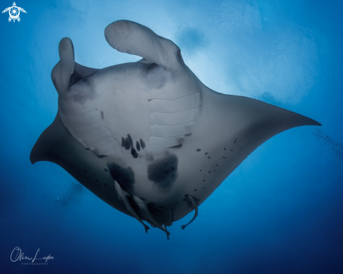 A Manta Ray