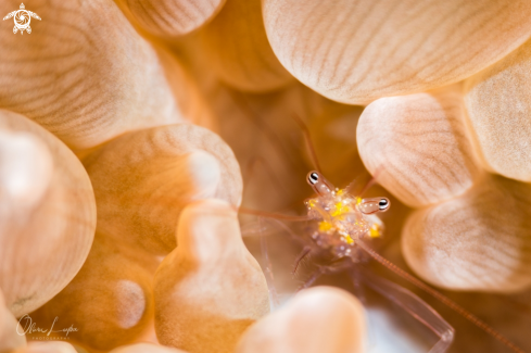 A cleaner shrimp