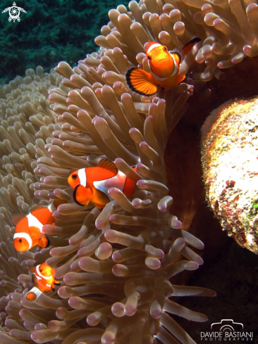 A Amphiprion ocellaris | Clown Fish 