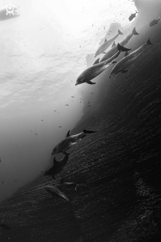 A Bottlenose Dolphin