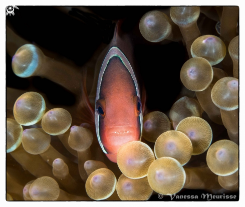 A Poisson Clown de Clark