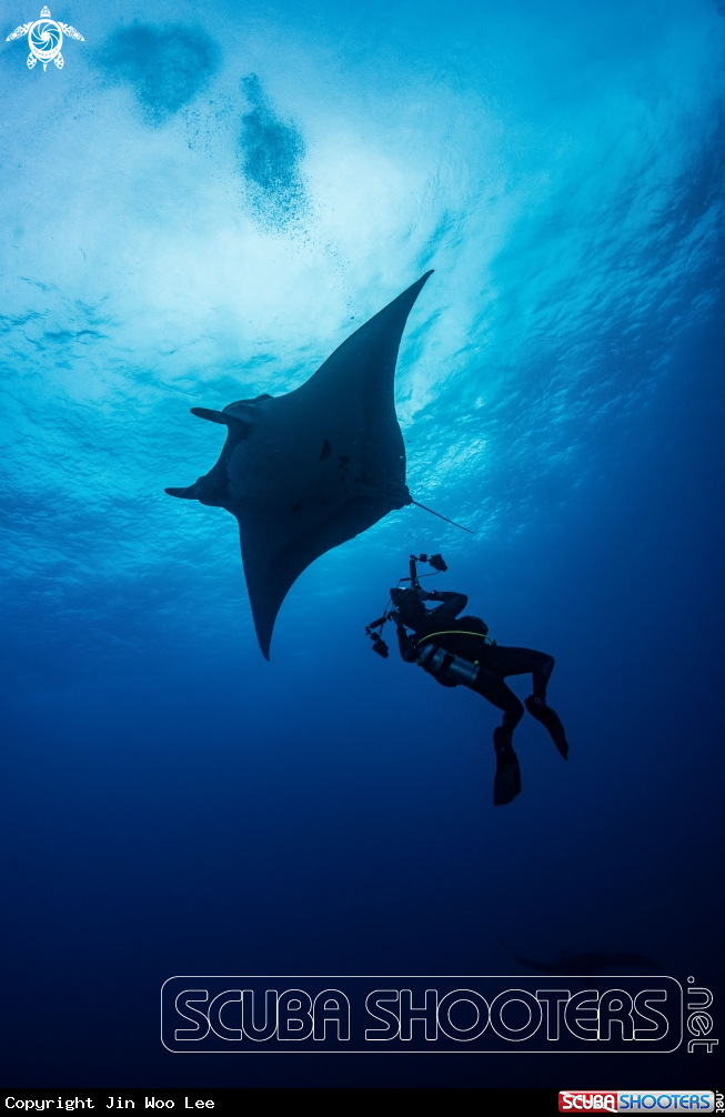 A Giant Oceanic Manta Ray