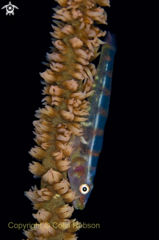 A goby