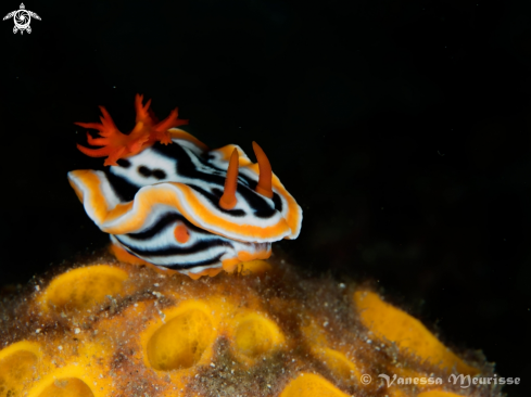 A Chromodoris Magnifica | Doris Magnifique 