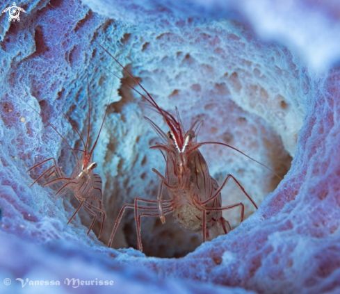 A Peppermint Shrimp