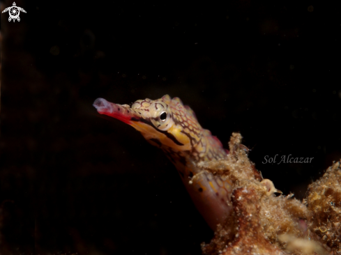 A pipefish