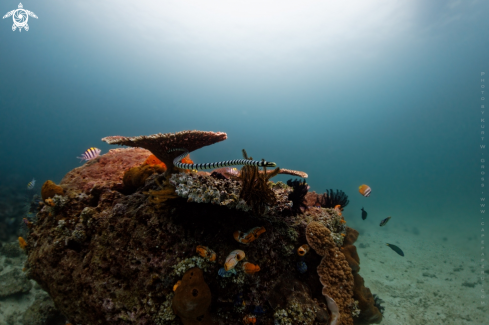 A Laticauda colubrina | Snake