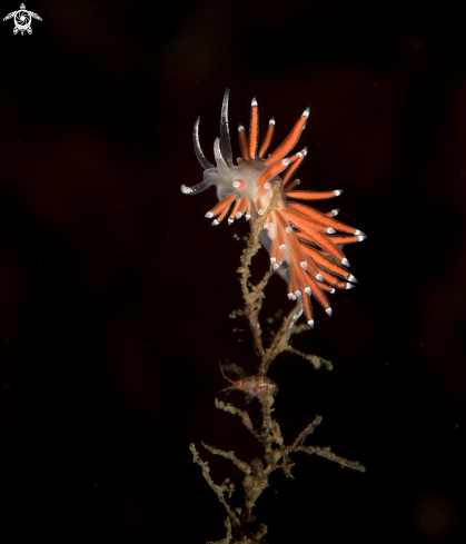 A Nudibranch