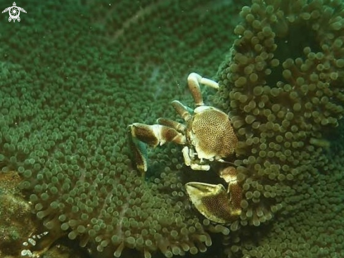 A Porcelain crab  