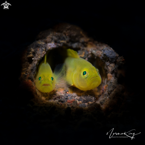 A Yellow Clown Goby