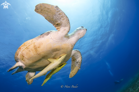 A Green turtle