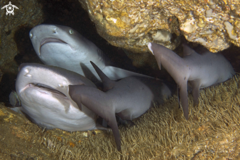 A Whitetip Sharks