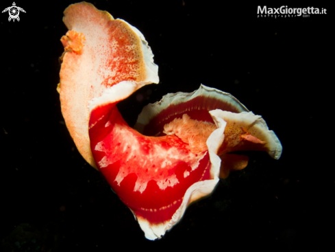 A spanish dancer + shrimp | Ballerina spagnola con gamberetto