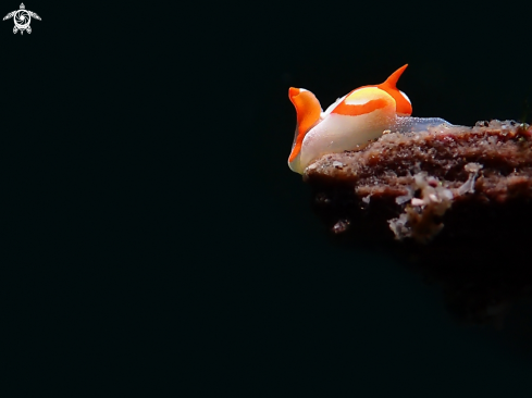 A Siphopteron makisig | Nudibranch