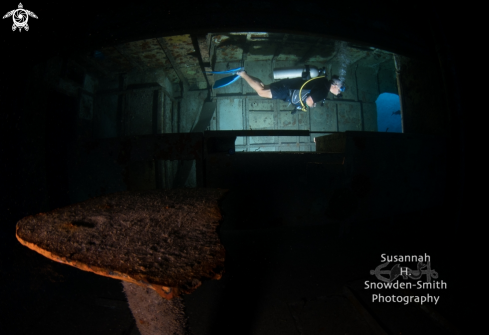 A Kittiwake Galley