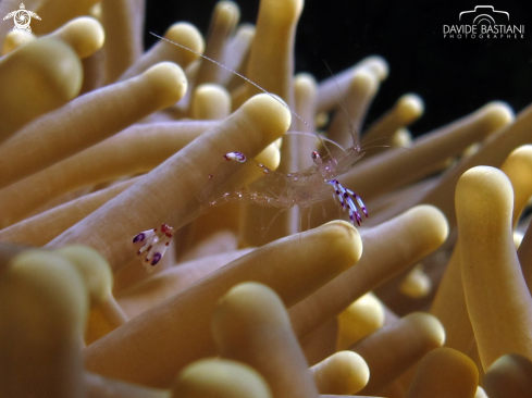 A Anemone Shrimp