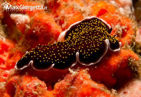 A flatworm | verme piatto