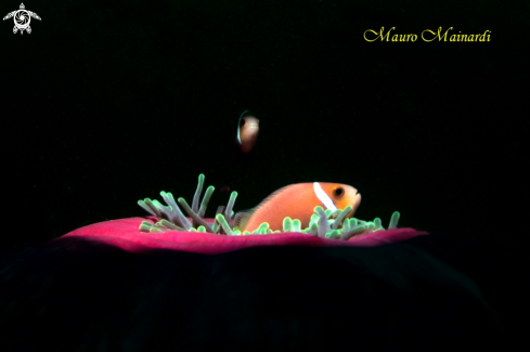 A Clownfish and anemone