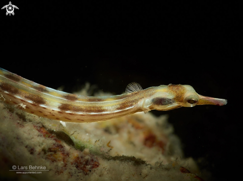 A Network pipefish