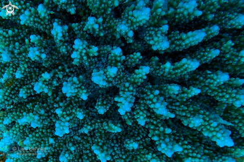 A Acropora lamarcki | Coral