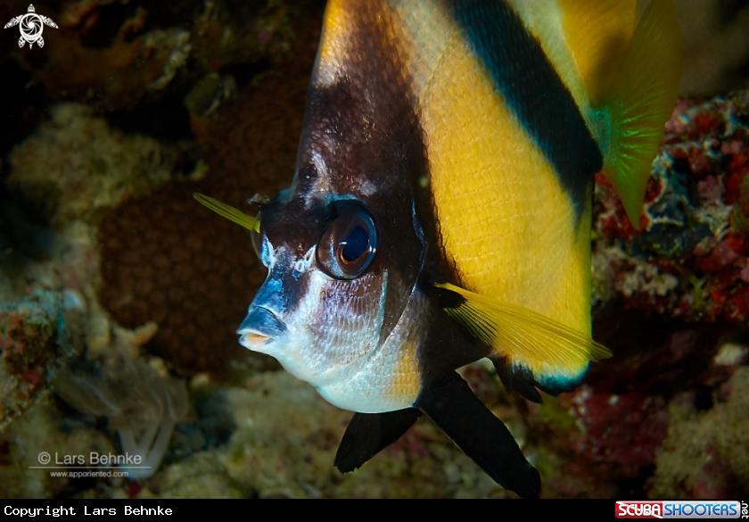 A Red Sea bannerfish