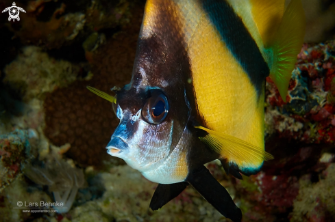 A Red Sea bannerfish