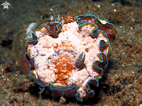 A Nudibranch