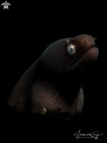 A Seychelles moray or the marbled reef-eel