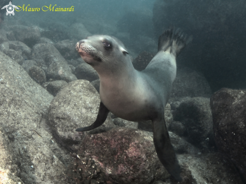 A Sealion