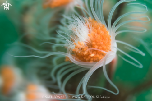 A Tubular Hydroid