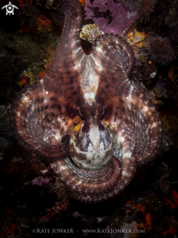 A Common Octopus