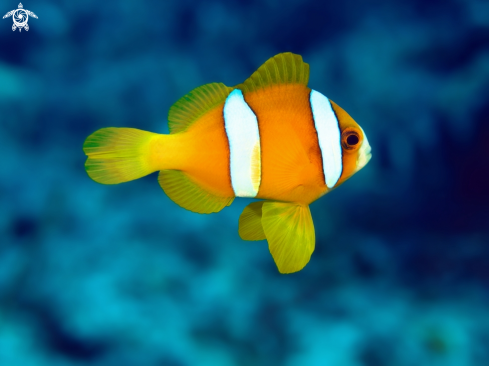 A Clownfish