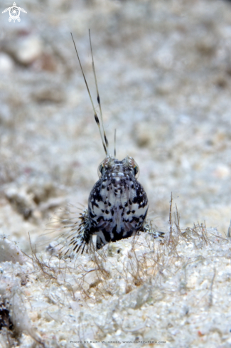 A Tomiyamichthys sp | Shrimp gobi