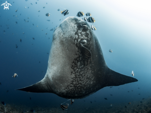 A Mola alexandrini | Southern Ocean Sunfish