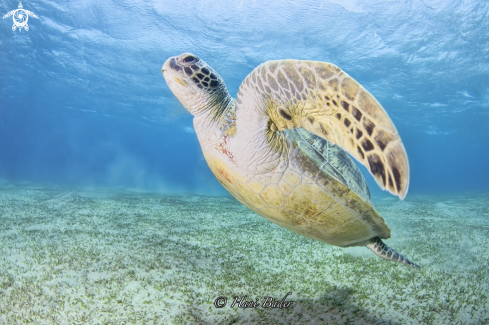 A Green turtle